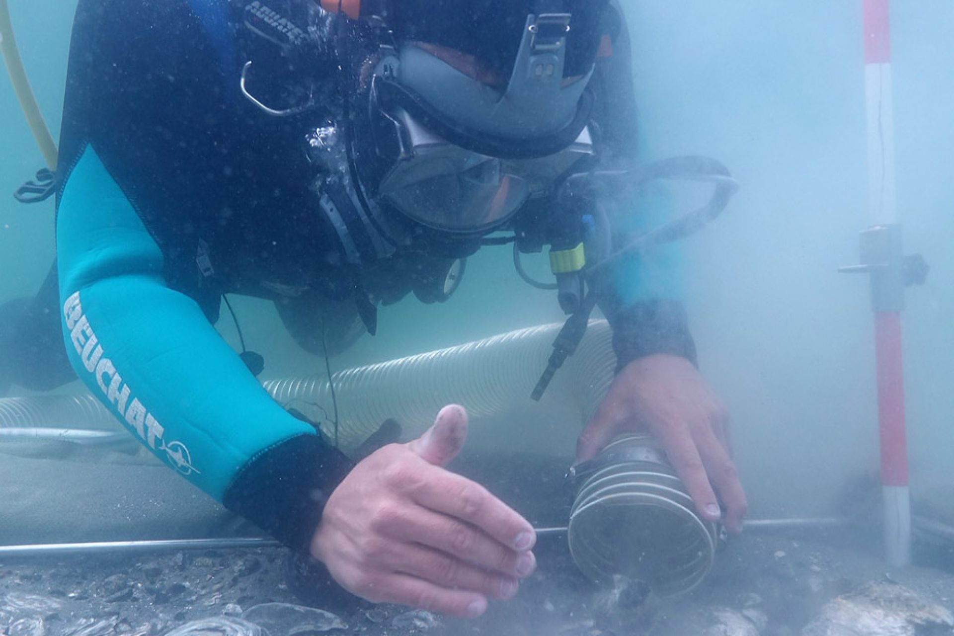 A diver collects samples