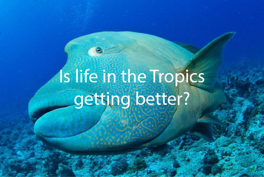 Image of a moari wrasse Great Barrier Reef with the words Is life getting better in the Tropics