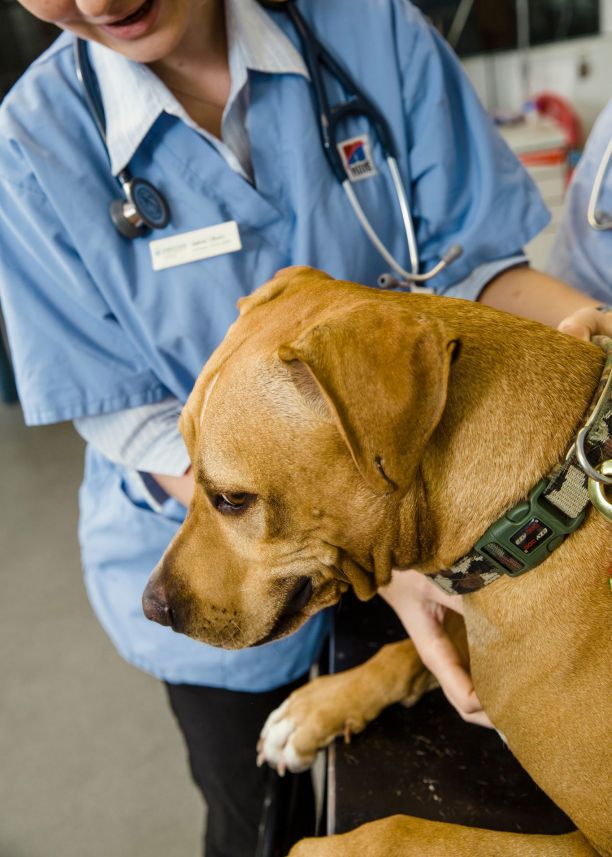 A dog sits on a vet table while a vet in a blue uniform examines them. 