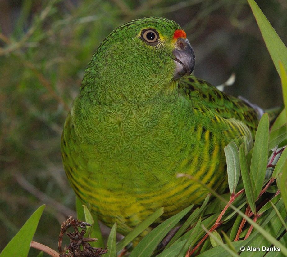 Australia’s critically endangered Western Ground Parrot, also known as the Kyloring. PICTURE: Alan Danks, Friends of the Western Ground Parrot.