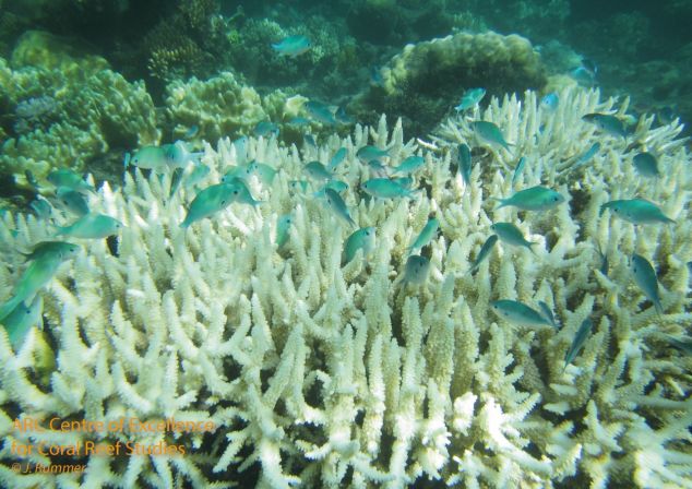 Bleached staghorn with damselfish