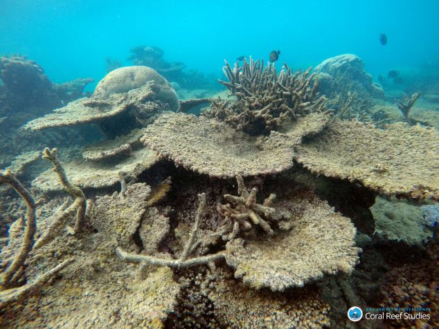 Dead table corals killed by bleaching on Zenith Reef, on the Northern GBR