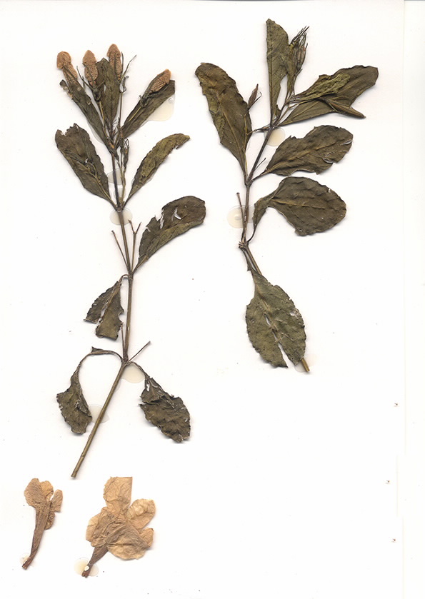 Scan of Ruellia tuberosa