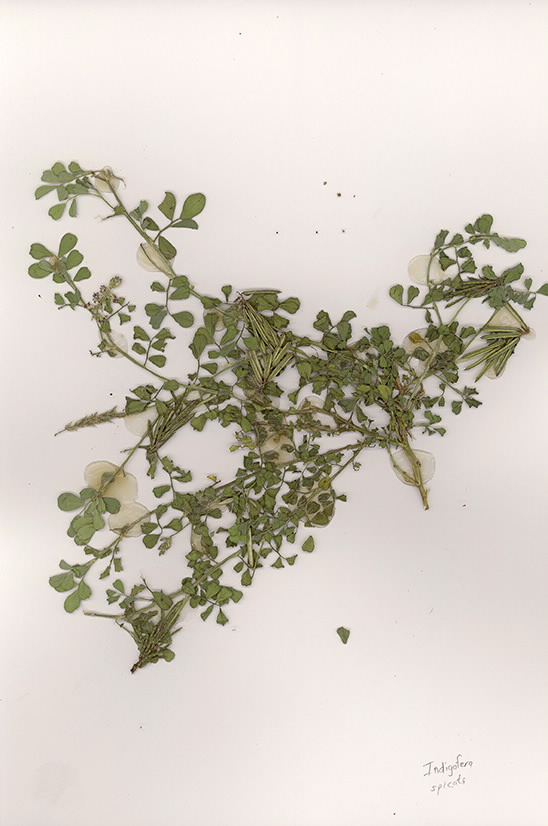 Scan of Indigofera spicata