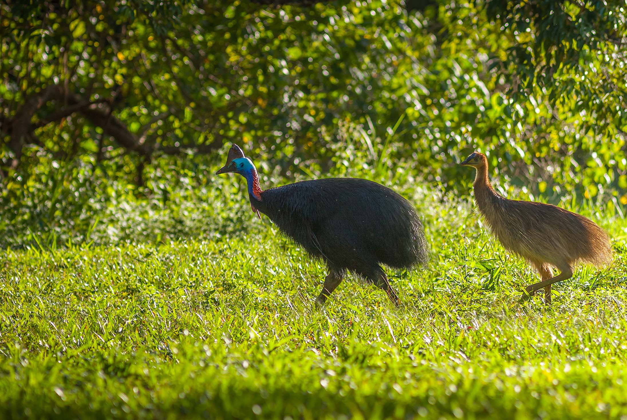 A mother and chick cassowary walk across the grass
