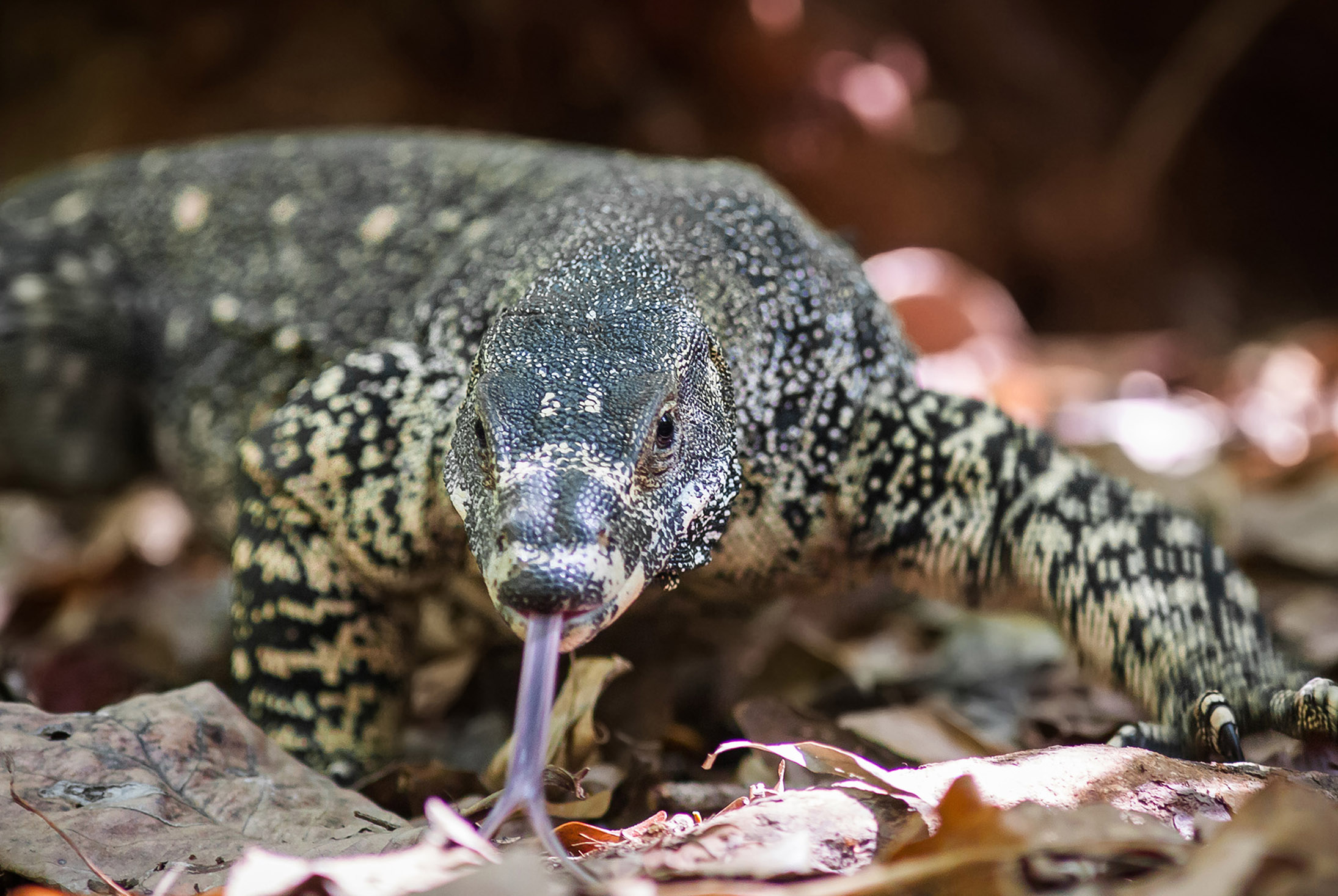 A large monitor lizard sticks its tongue out