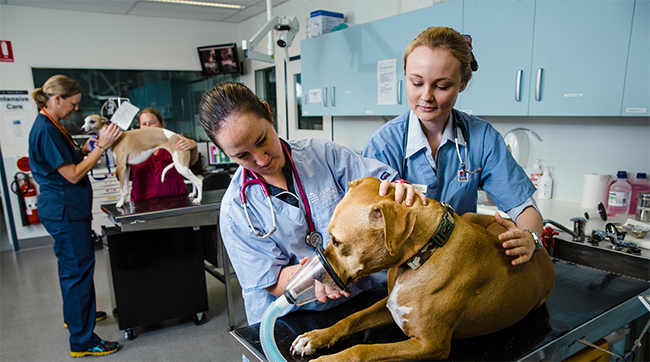 Veterinary students 