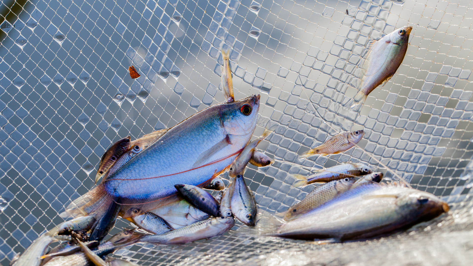 Fish in fishnet
