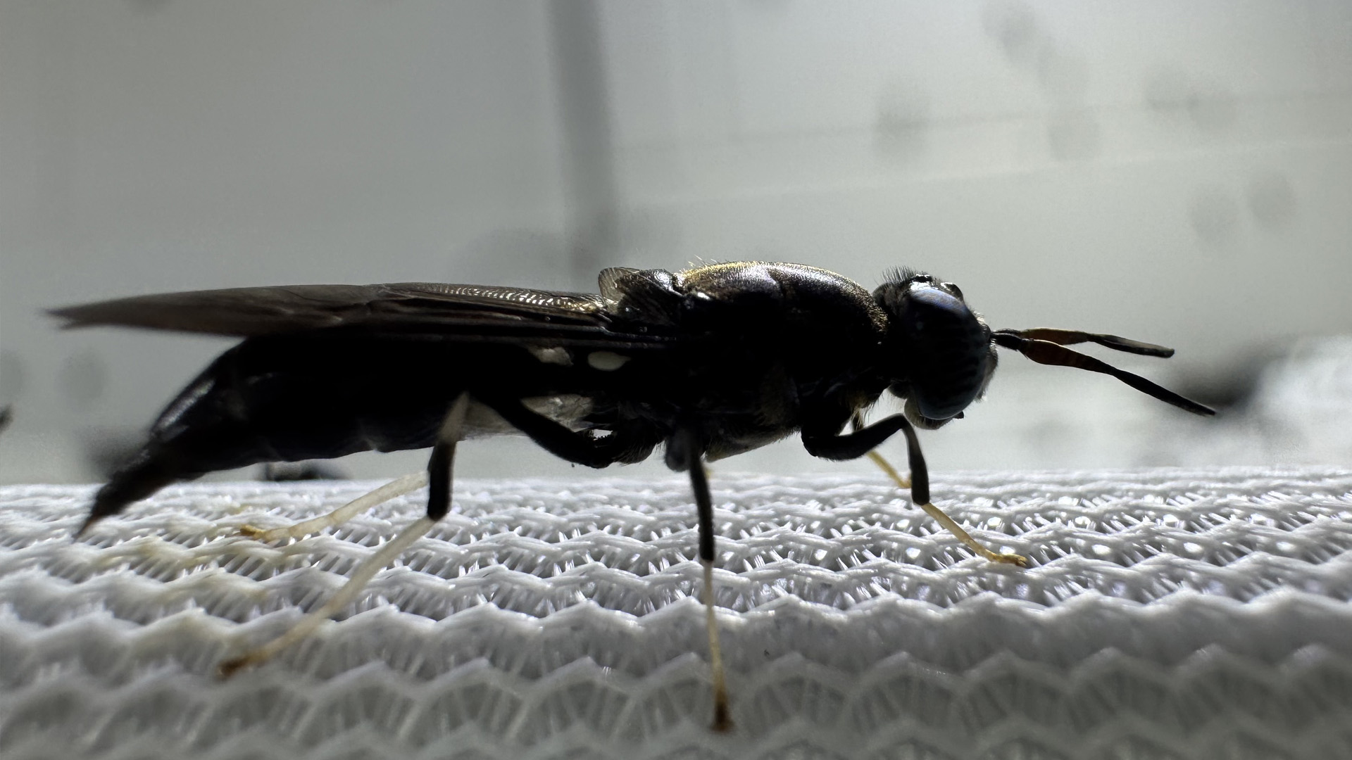 An image of a black soldier fly. 