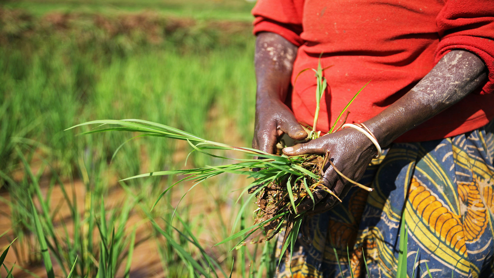 A woman holds grass in her hands with a rice field in the background. 