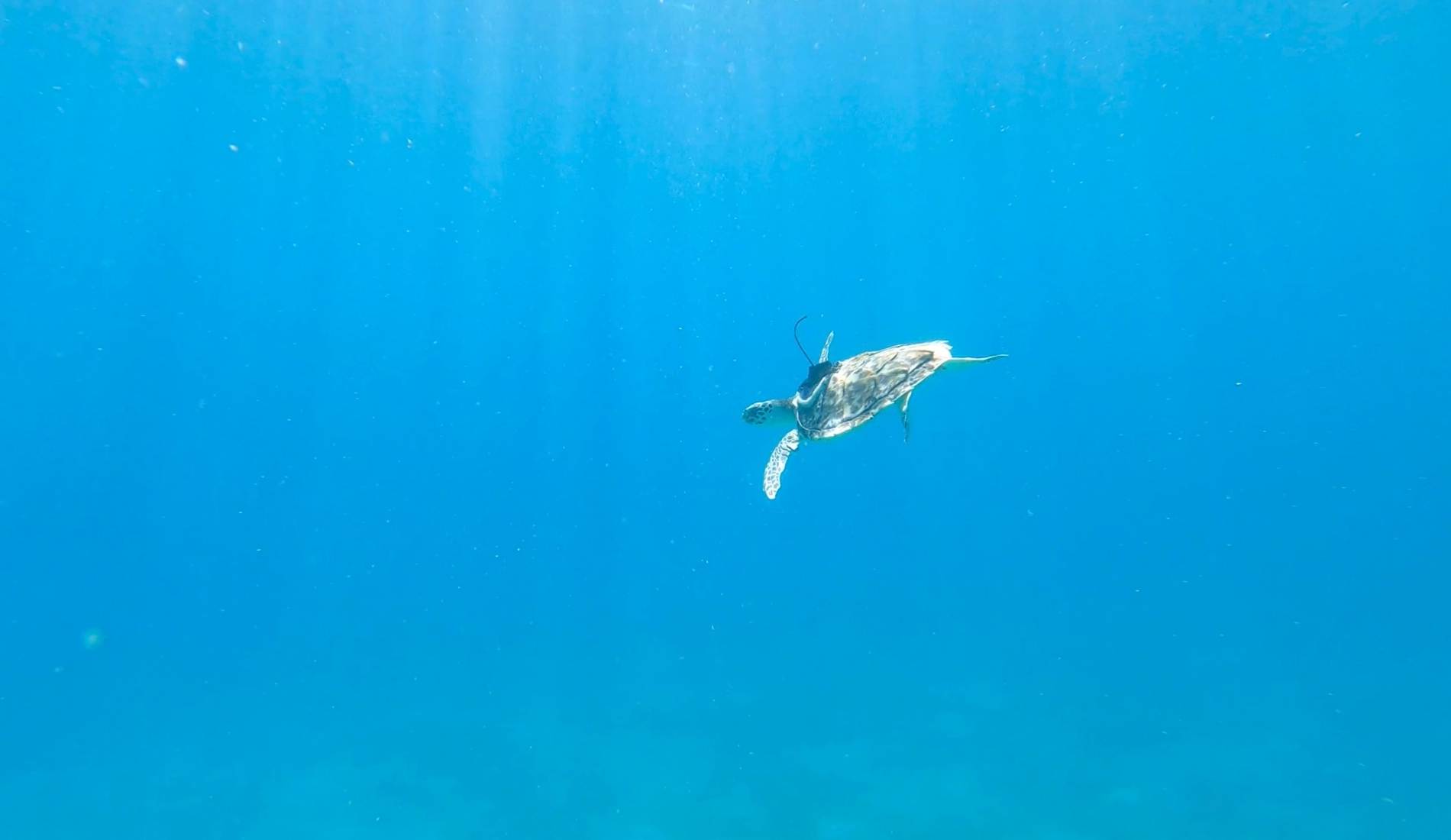 Sea turtle banner. 