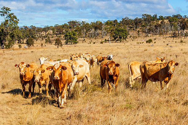 Cattle grazing on Australian cattle property