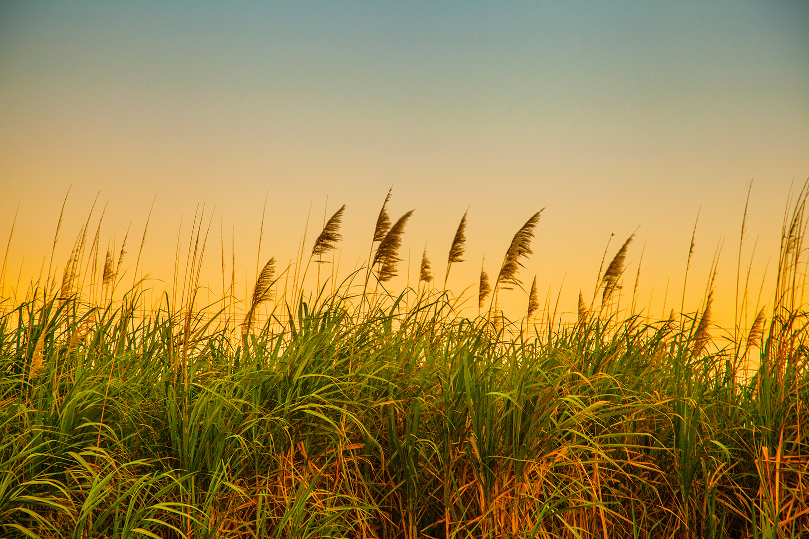 Cane field at sunset