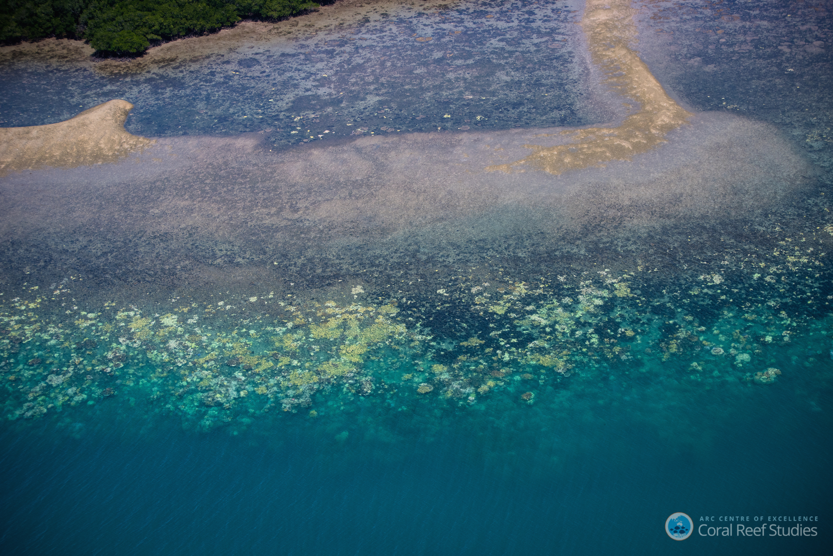 coral bleaching