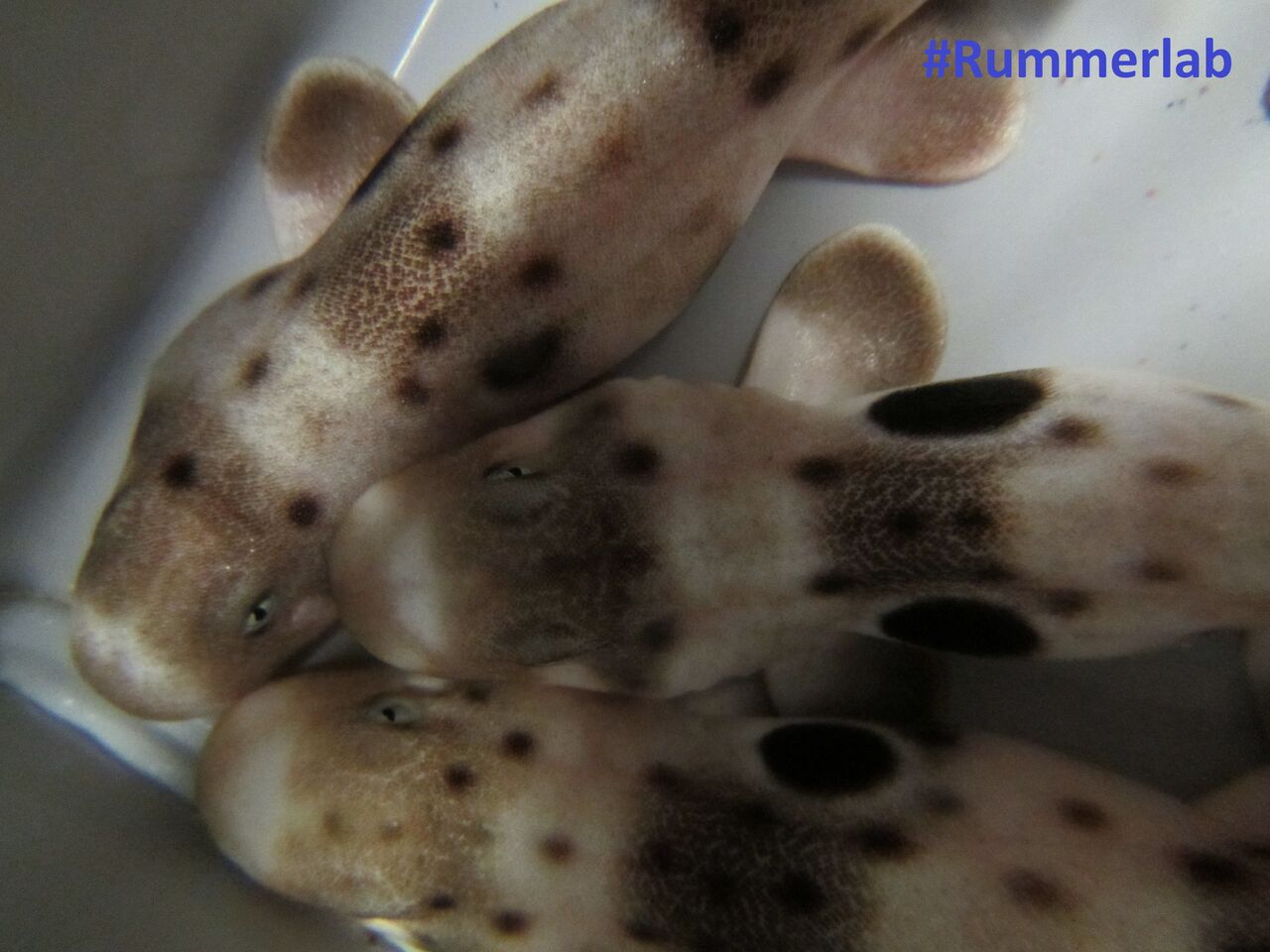 Baby epaulette sharks
