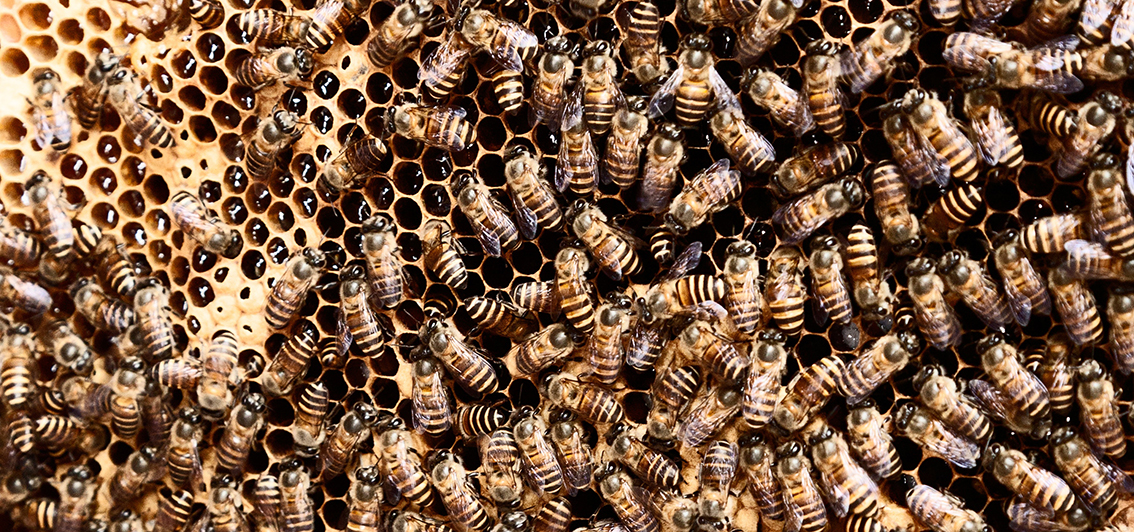 mass of bees in hive