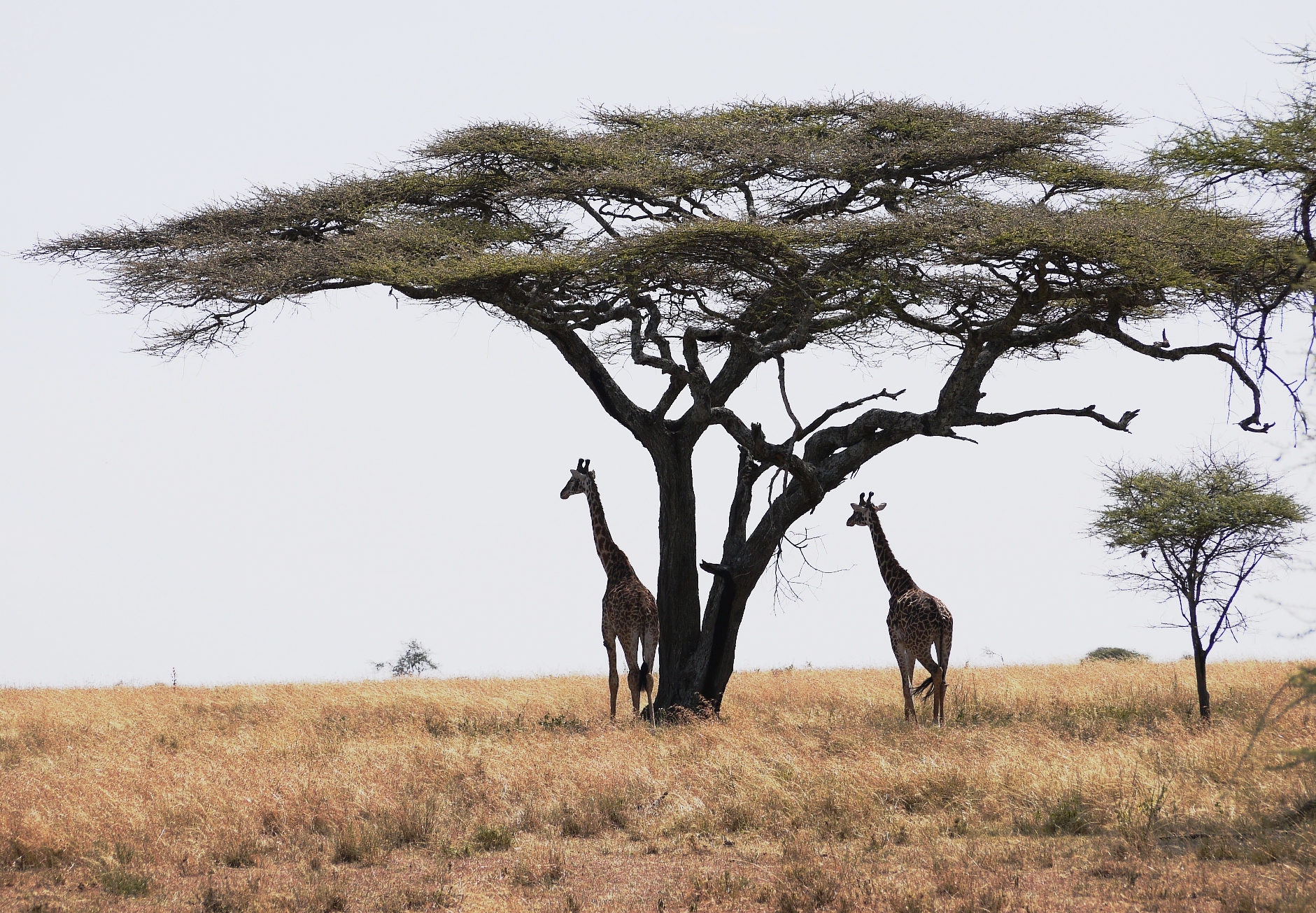 Big tree