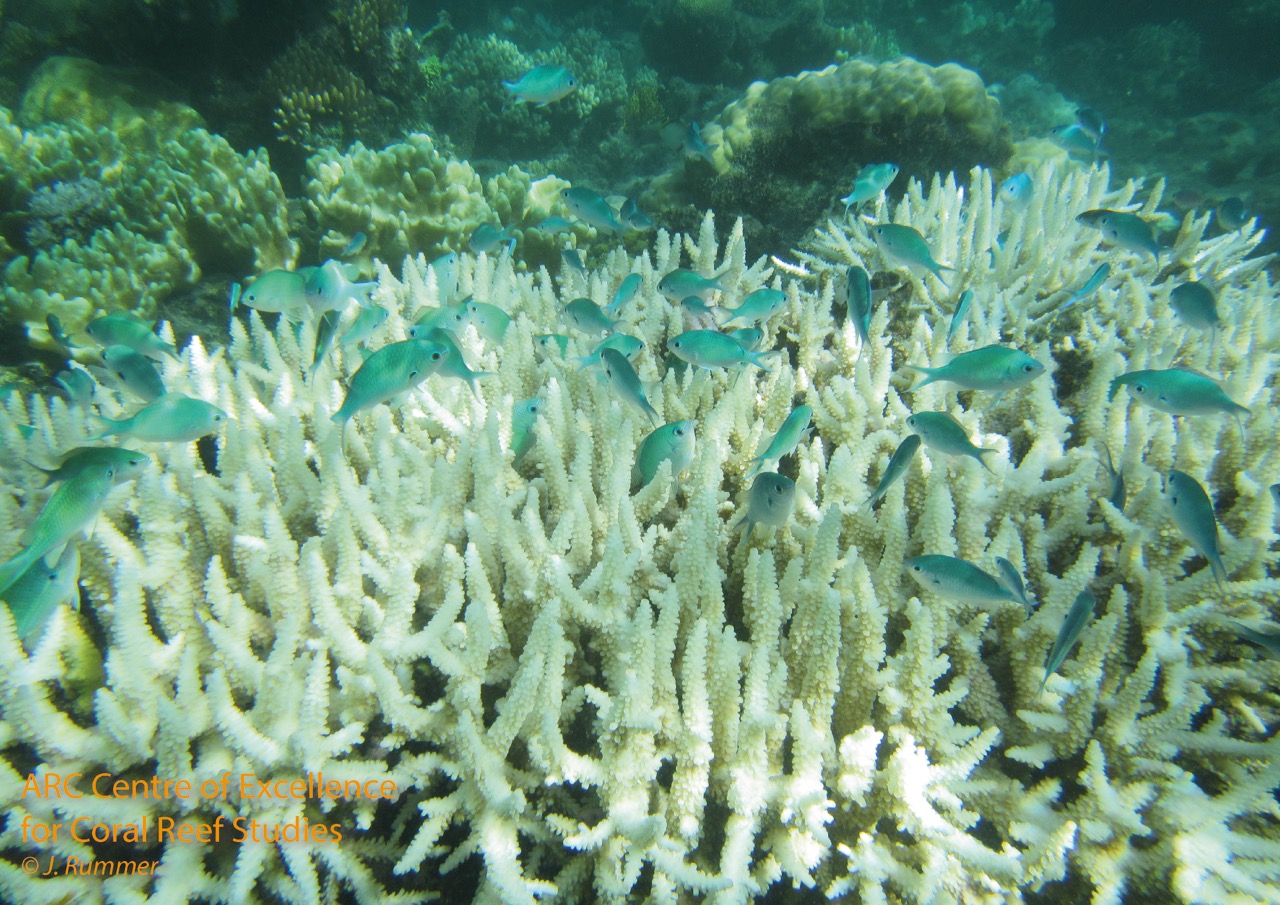 Bleached staghorn with damselfish