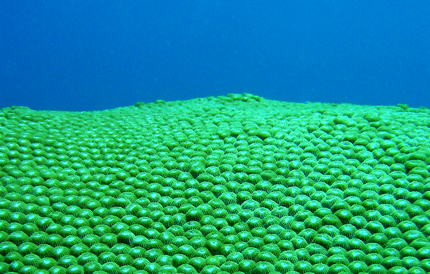 Green coral and blue water