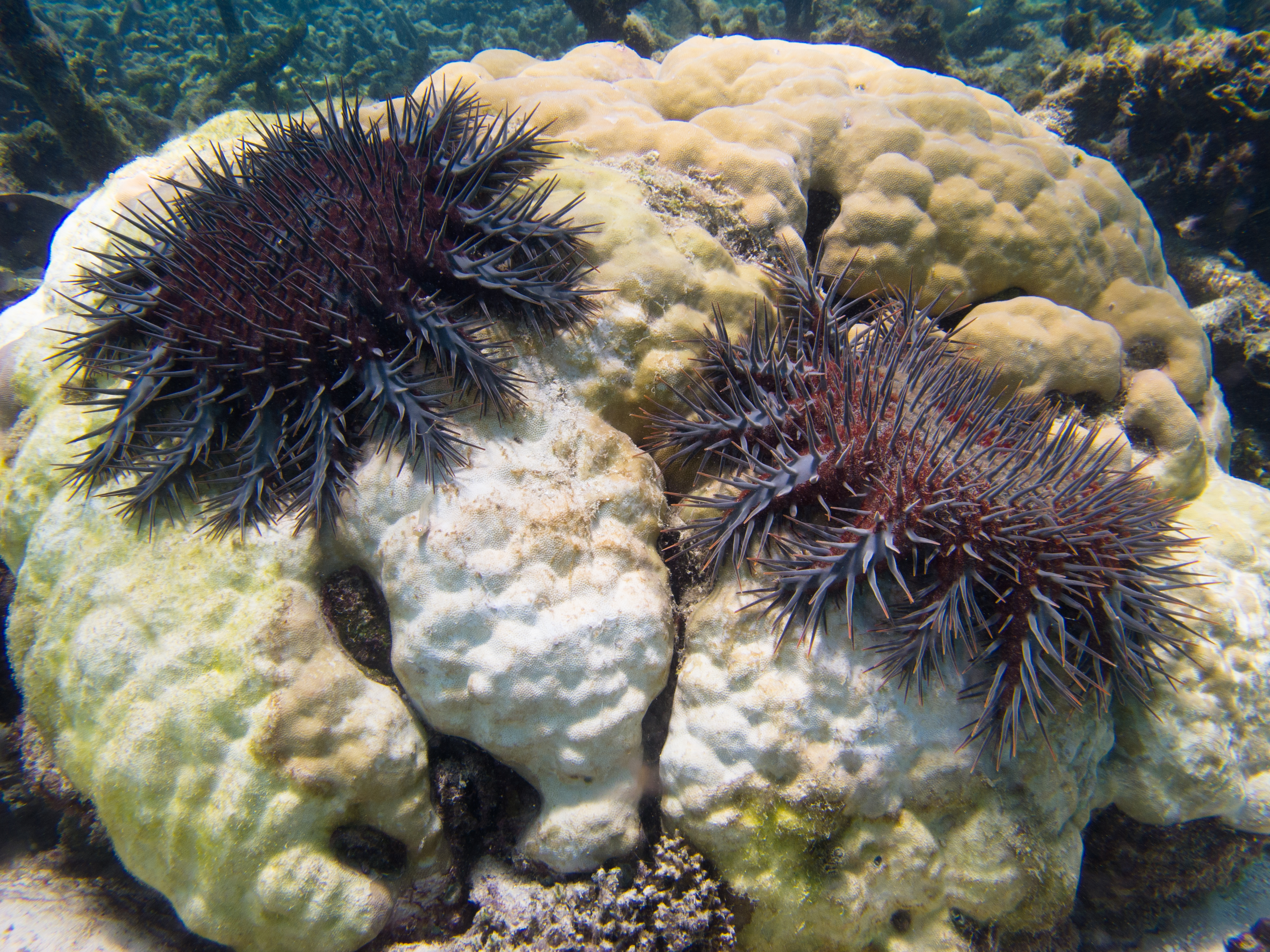CoTS and coral