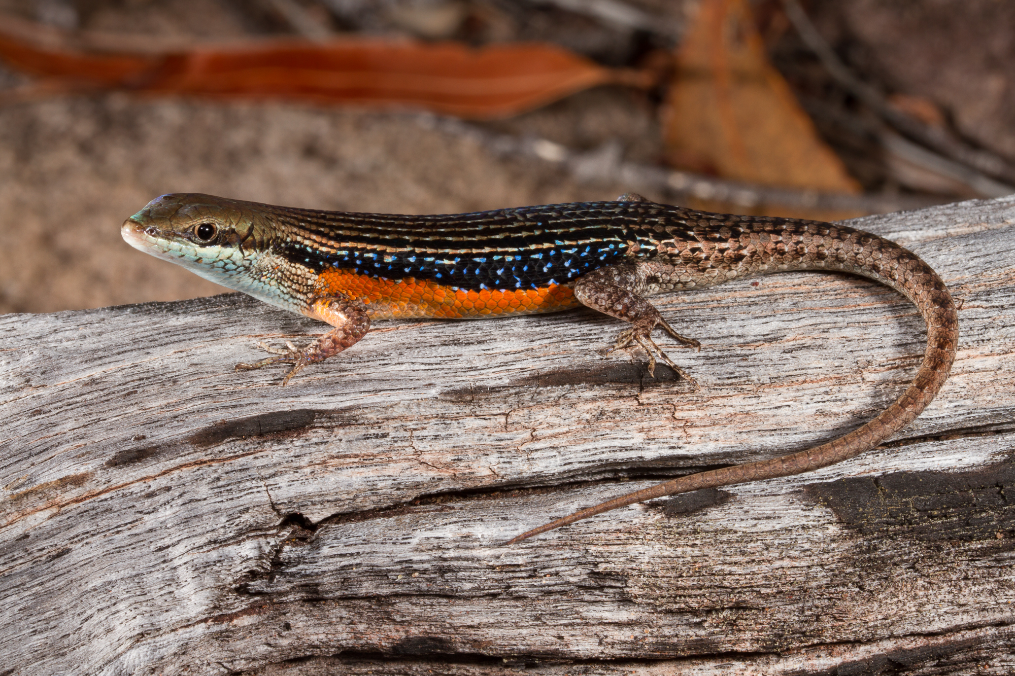Rainbow Skink