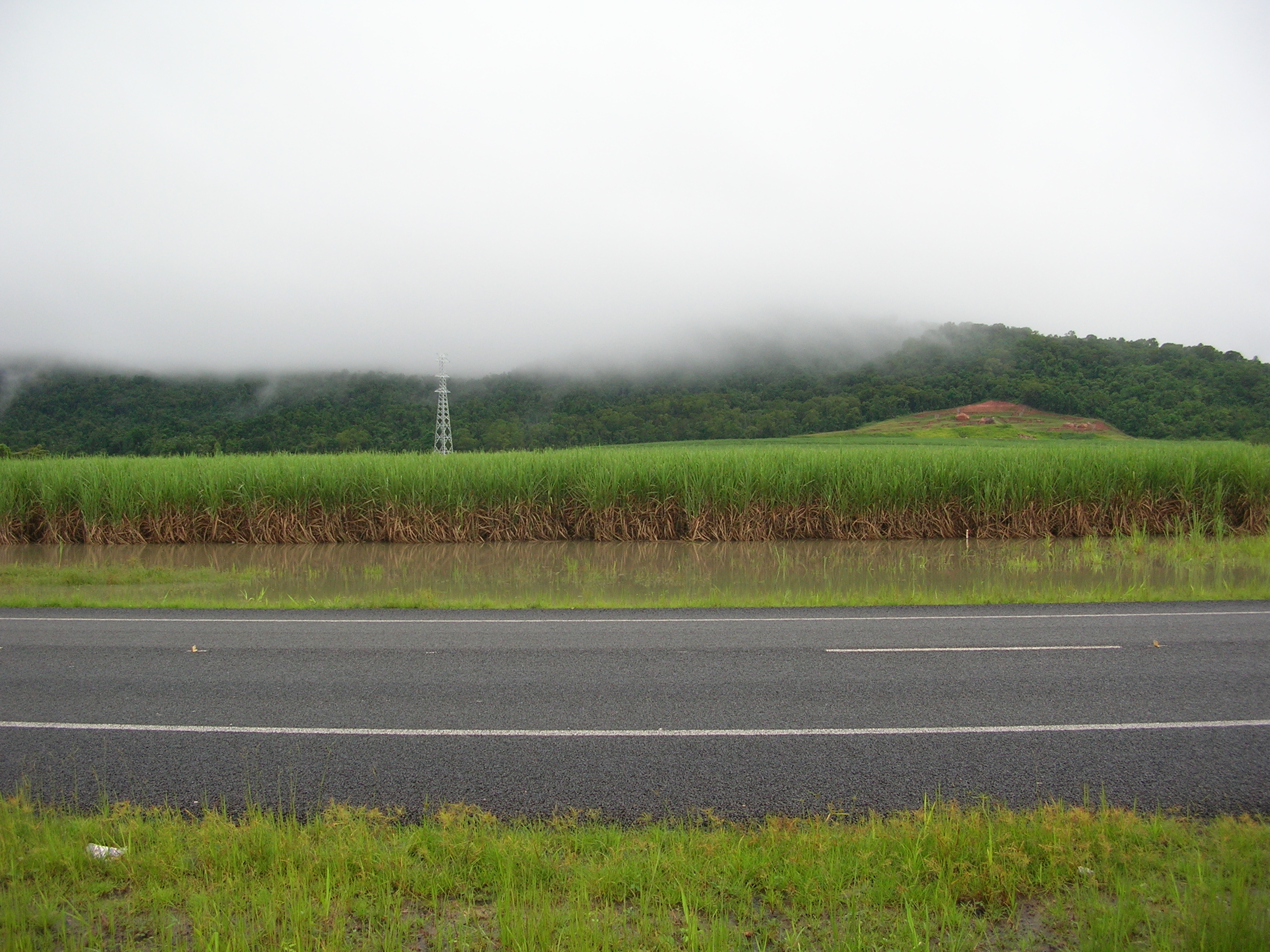 Sugar cane