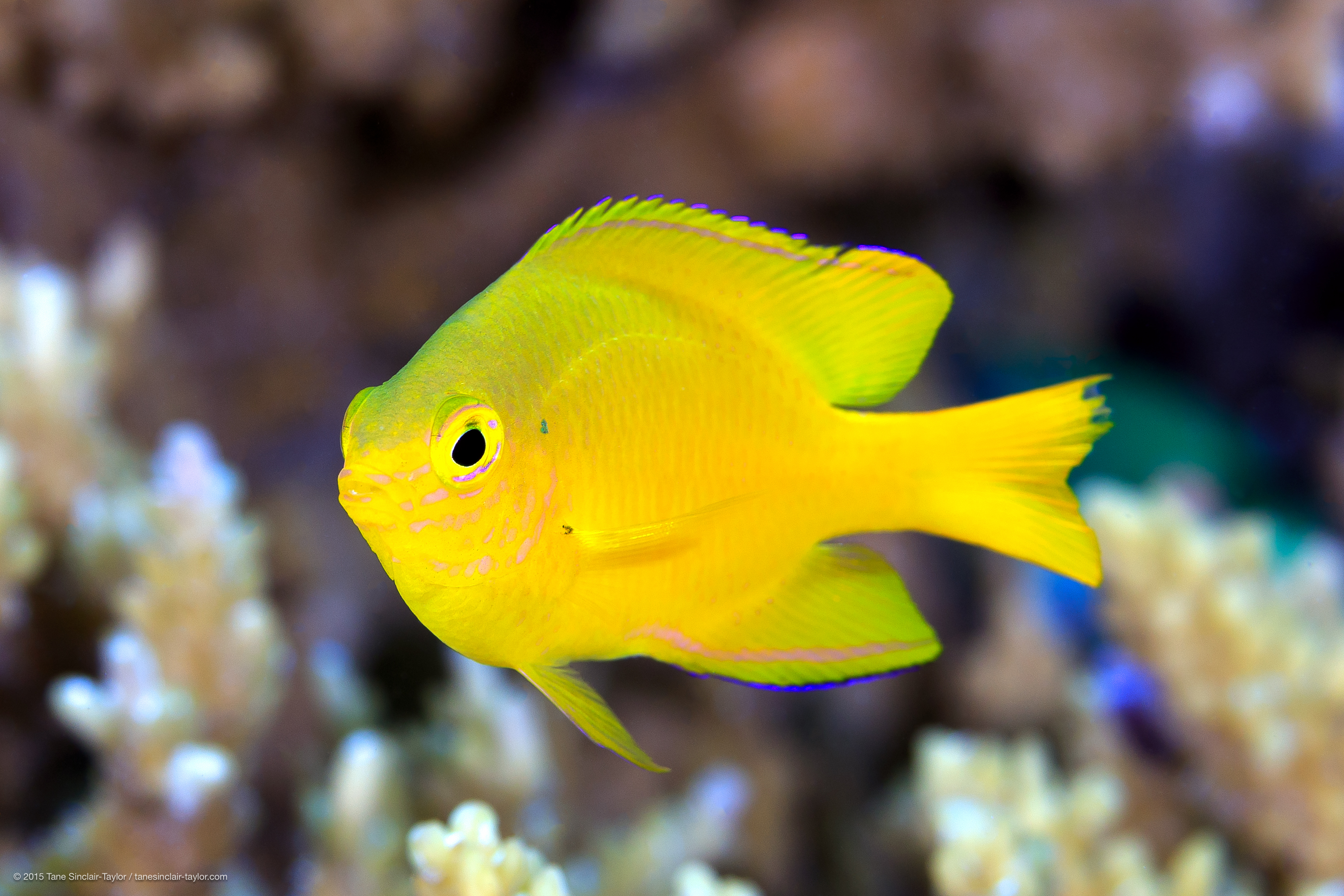 Damsel fish