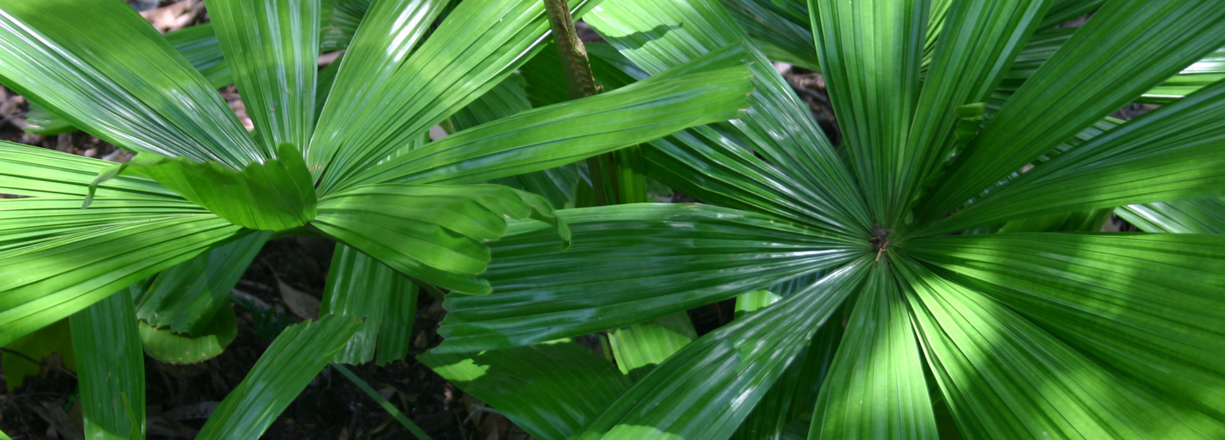 fan palm leaves