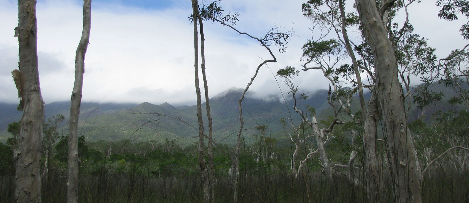 swam, paperbark trees and distant peaks