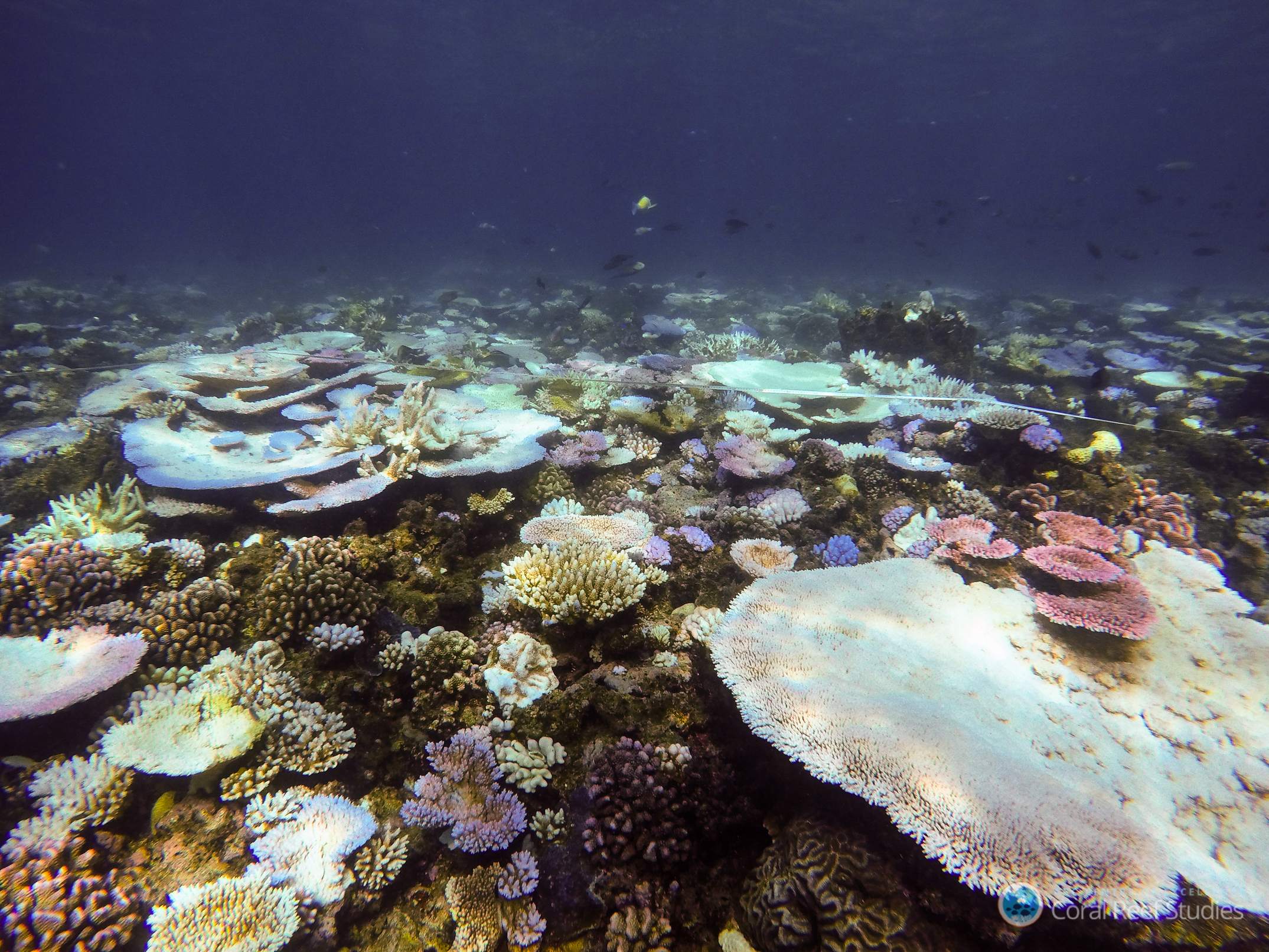 Port Douglas bleaching