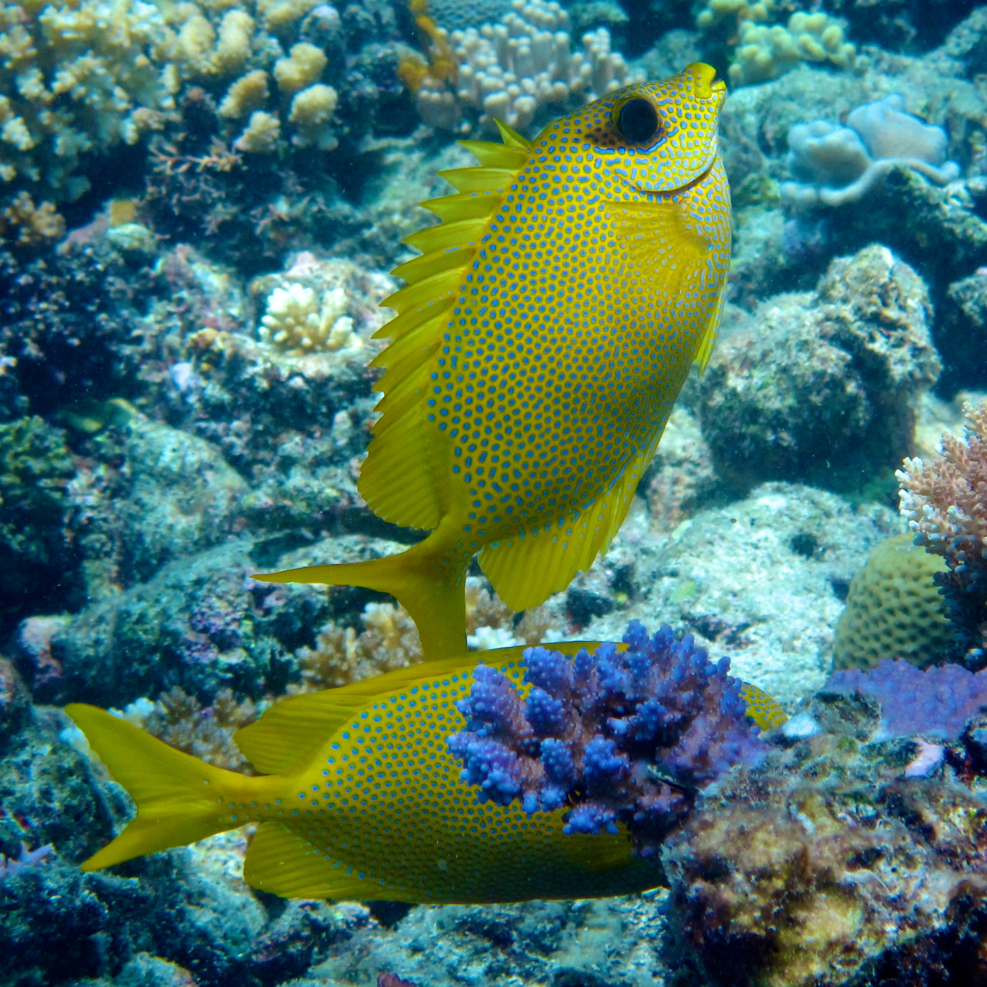 rabbit fish
