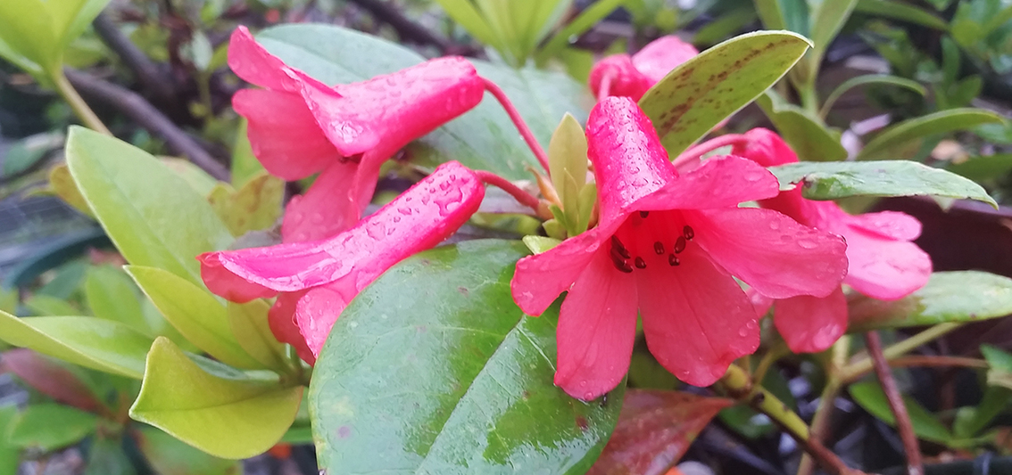 A flowering native rhododendron