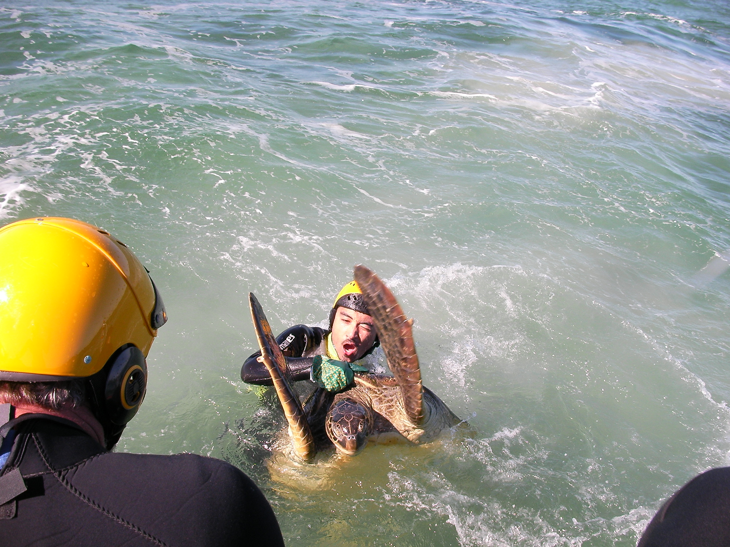 Dr Shimada with a turtle