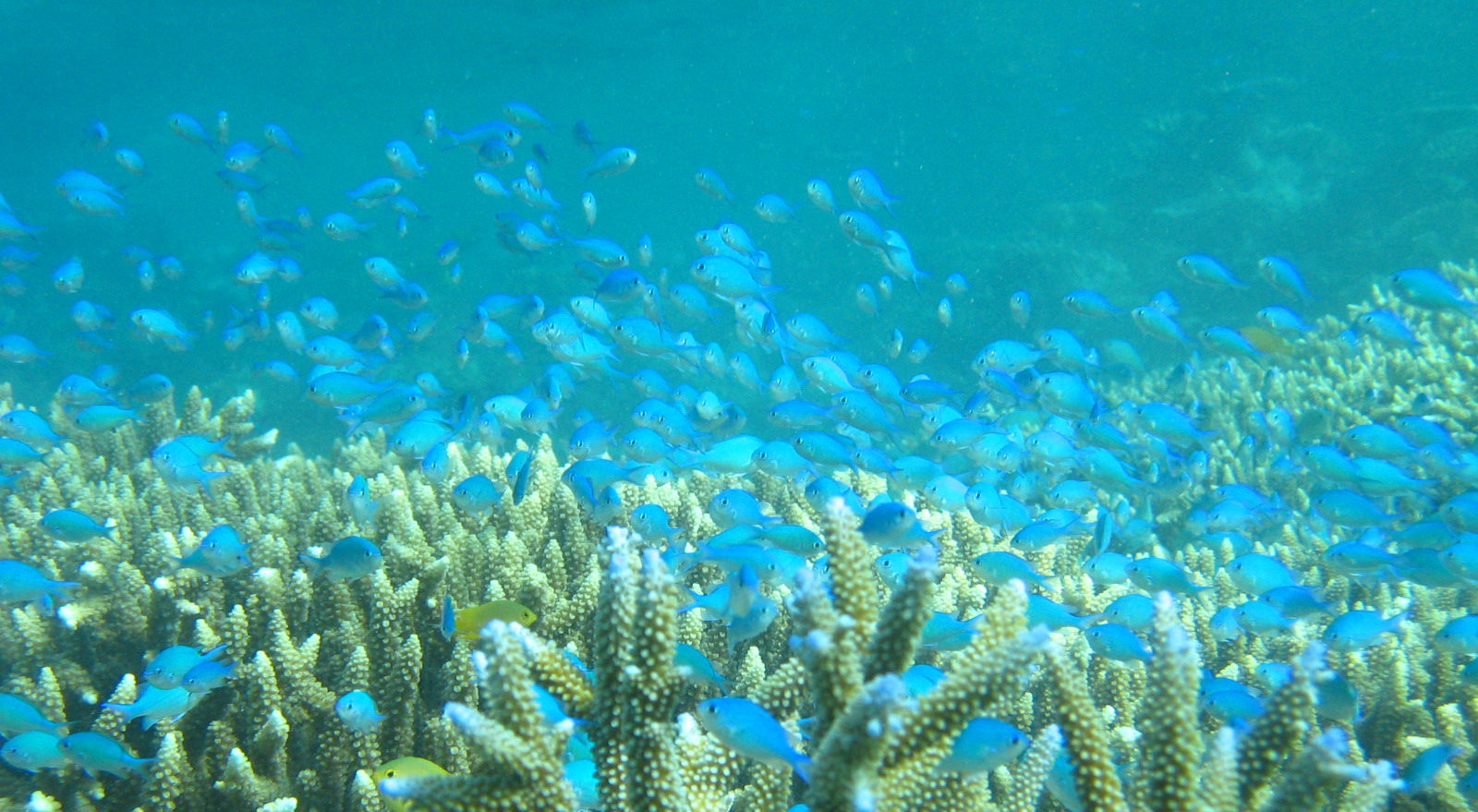 small blue fish and coral