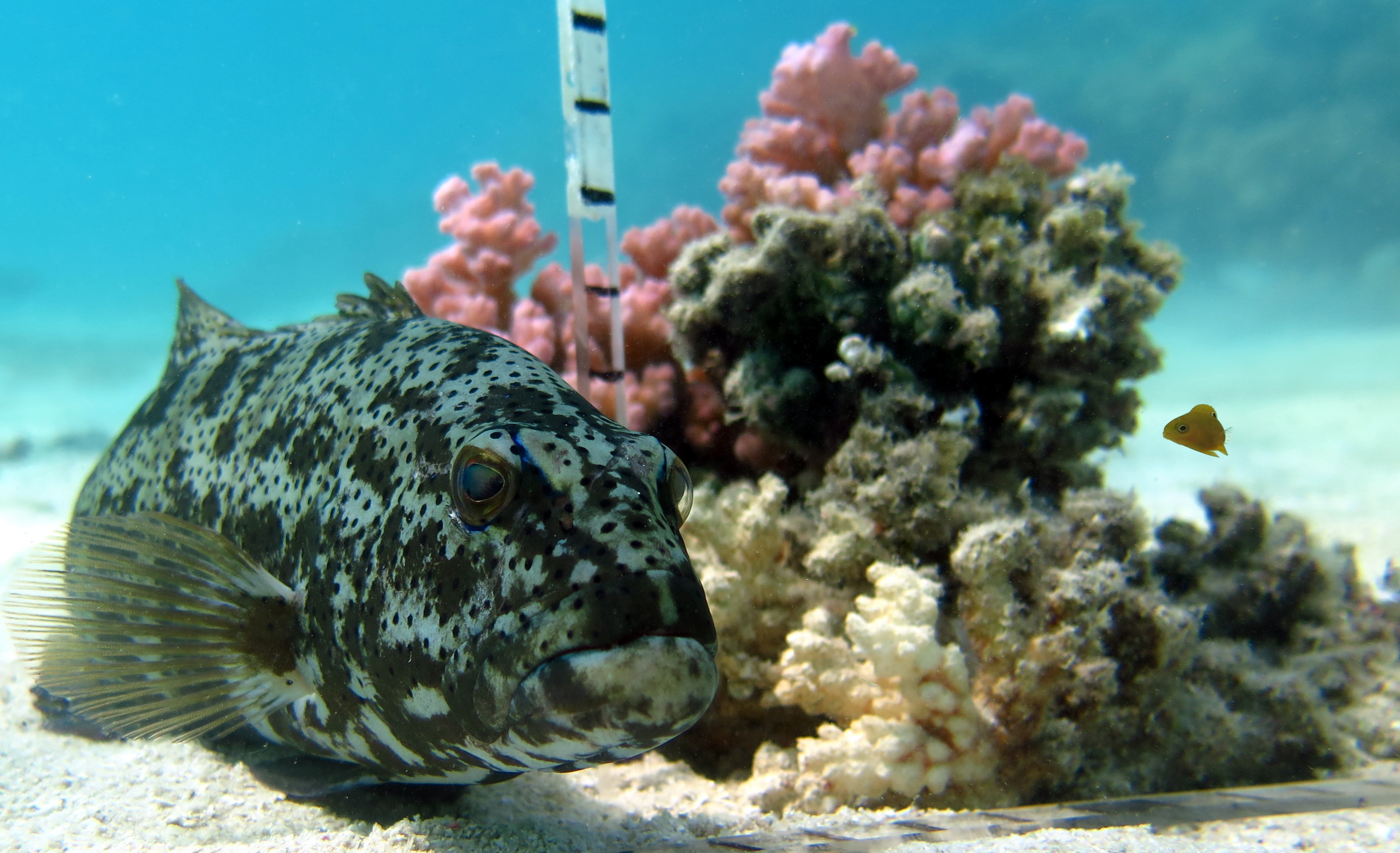 Coral trout and baby fish