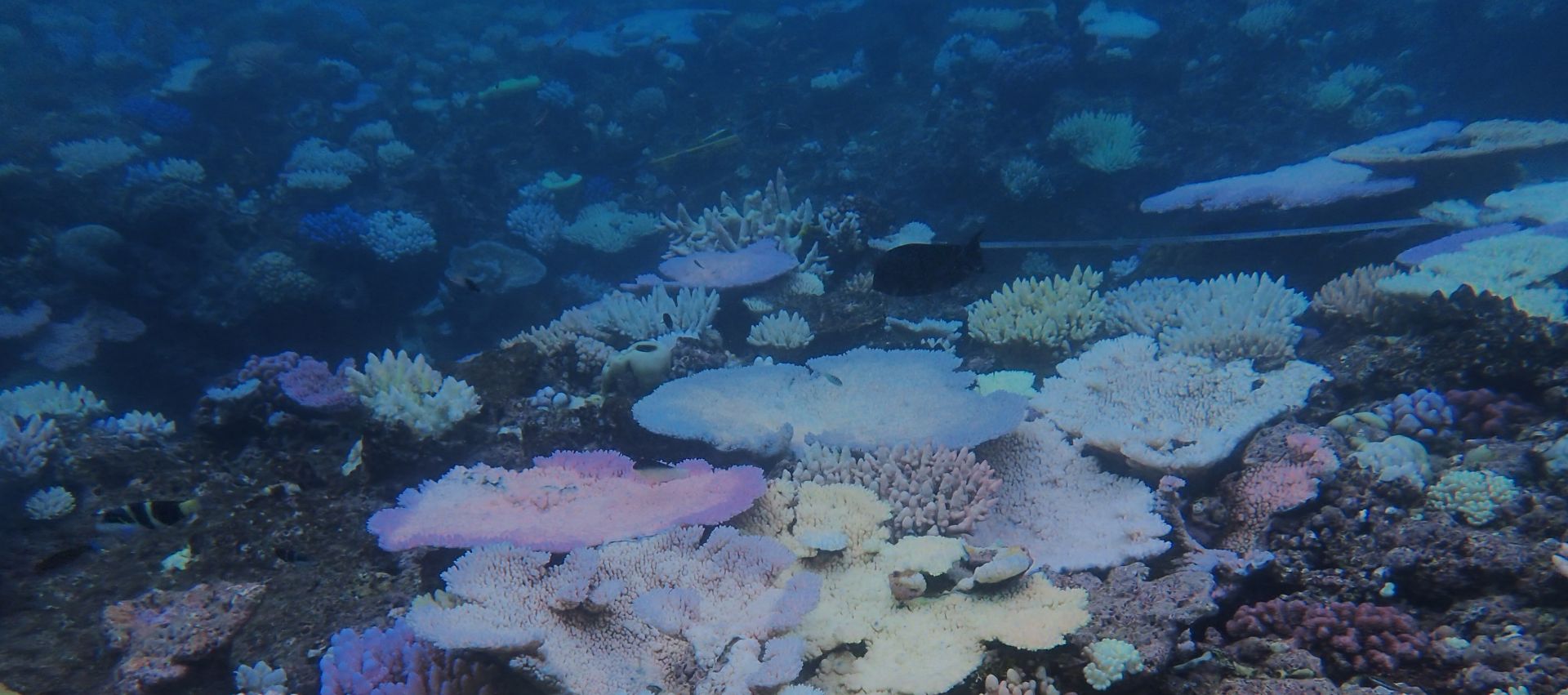 Bleached coral