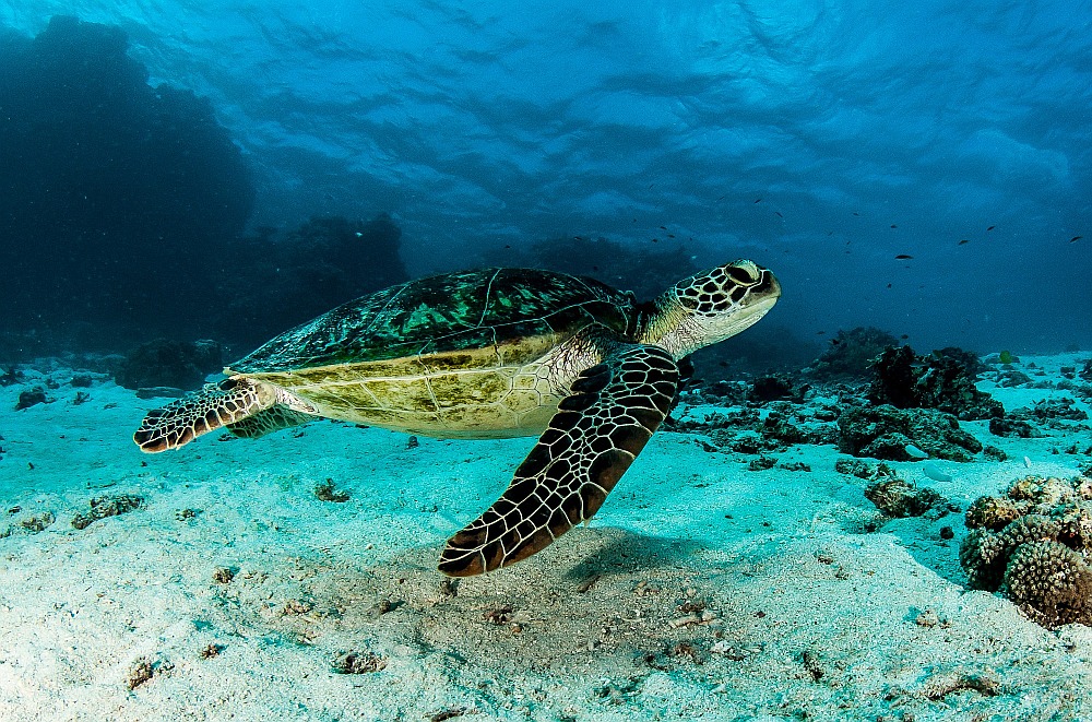Turtle