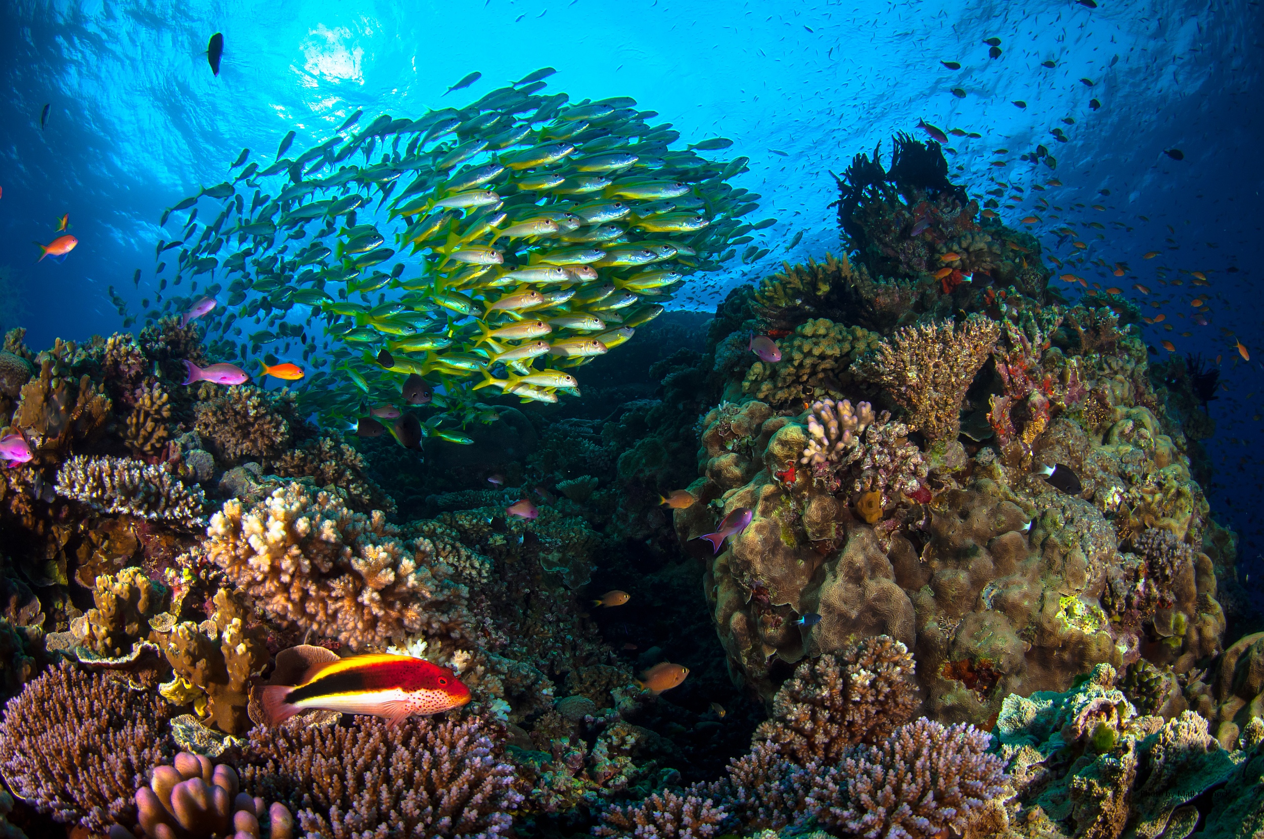 Coral Reef