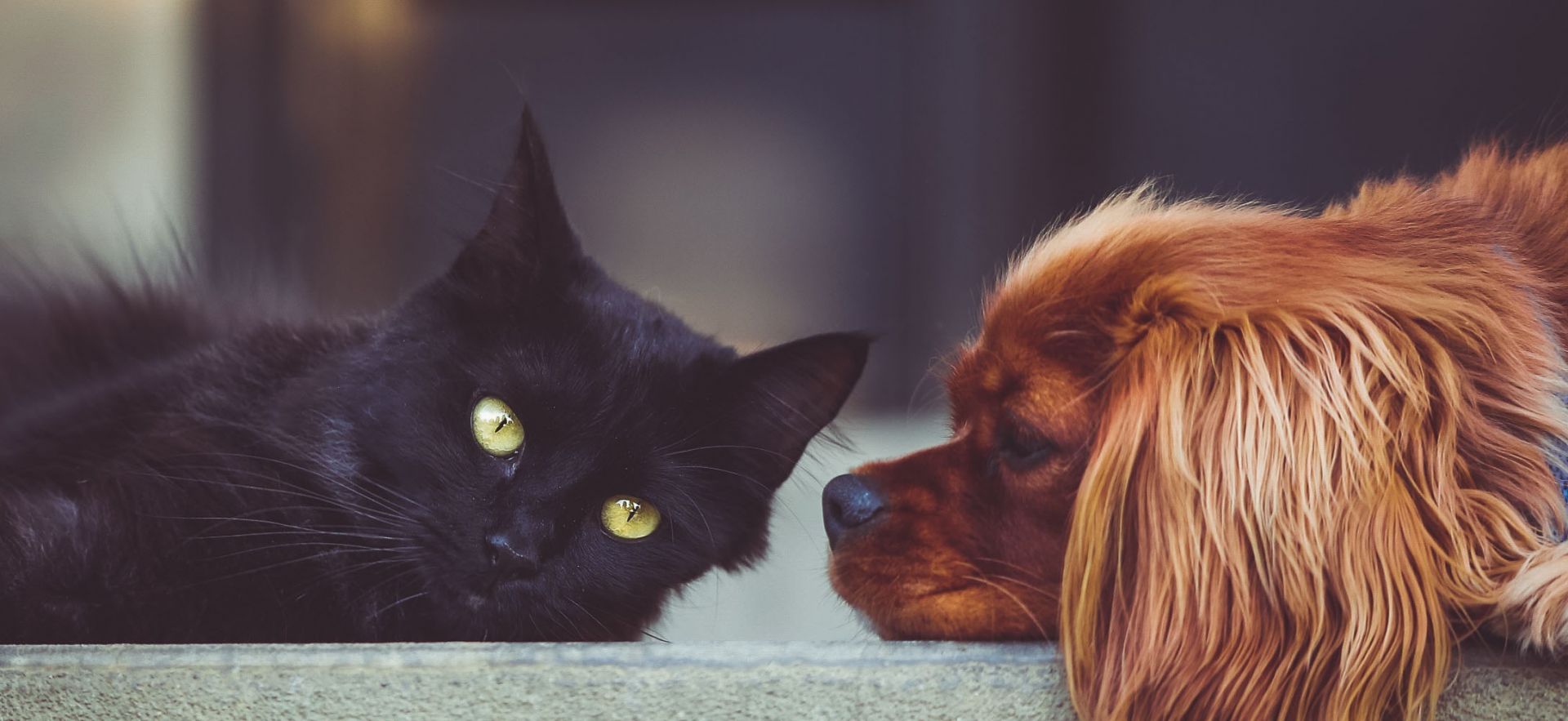 A dog and a cat relaxing together