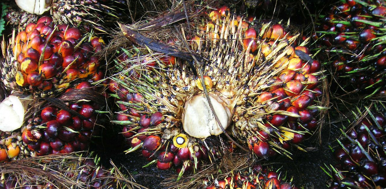 Harvested oil palm fruit