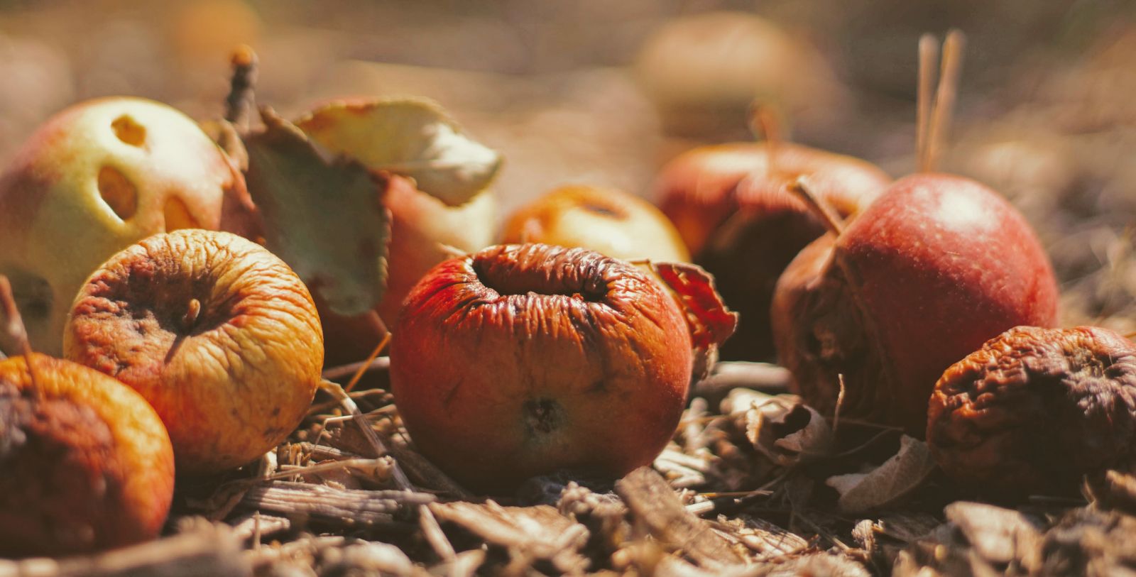 rotting fruit
