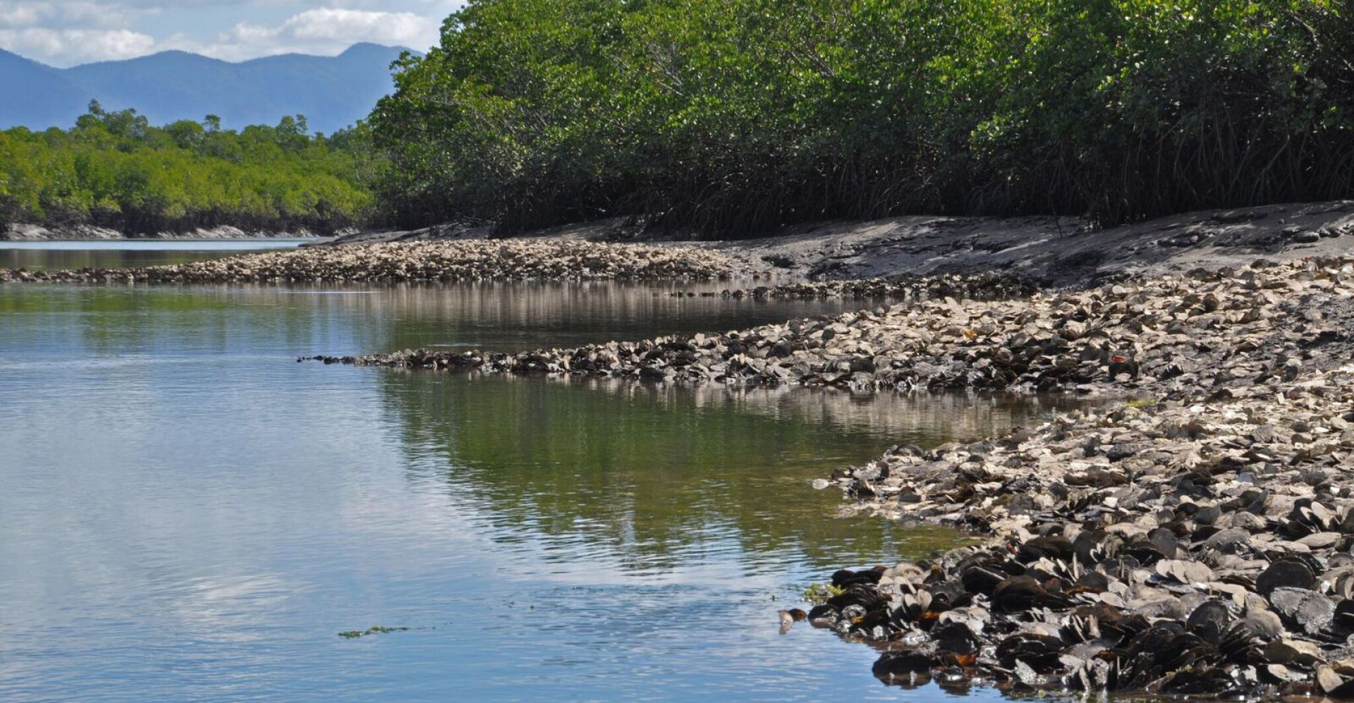shellfish reef in the tropics