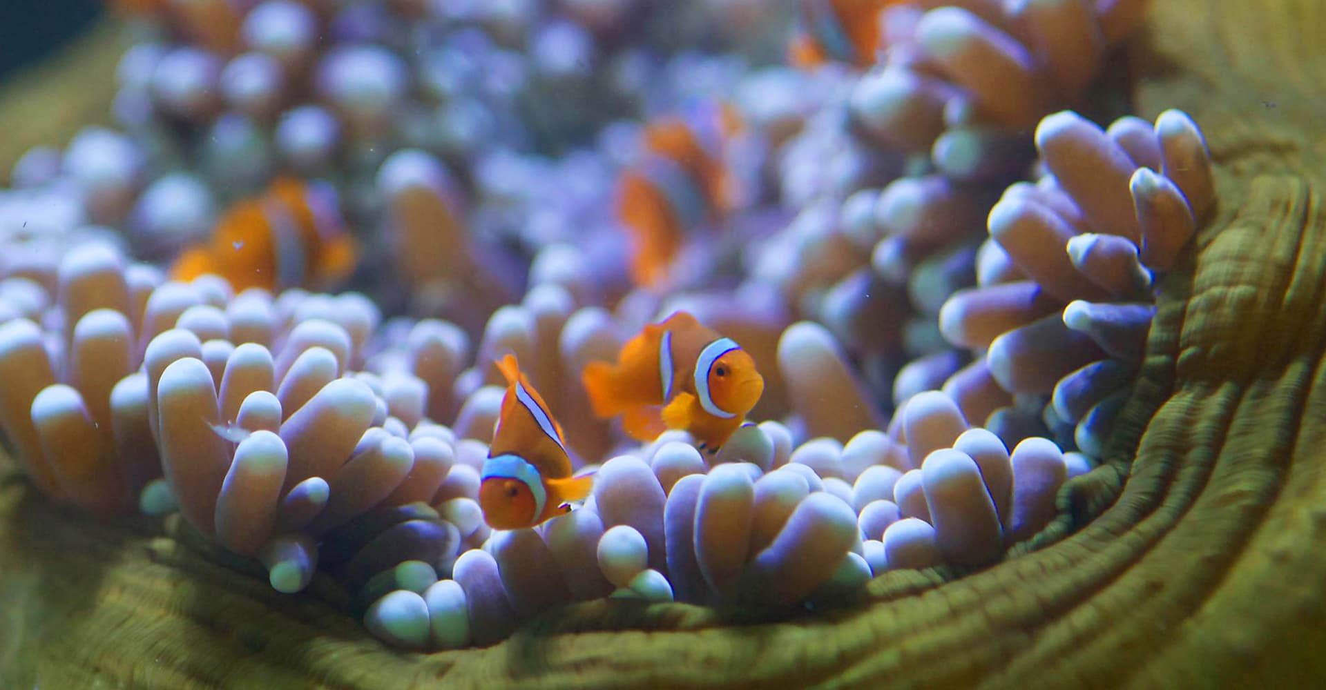 Two clownfish swim inside an anemone