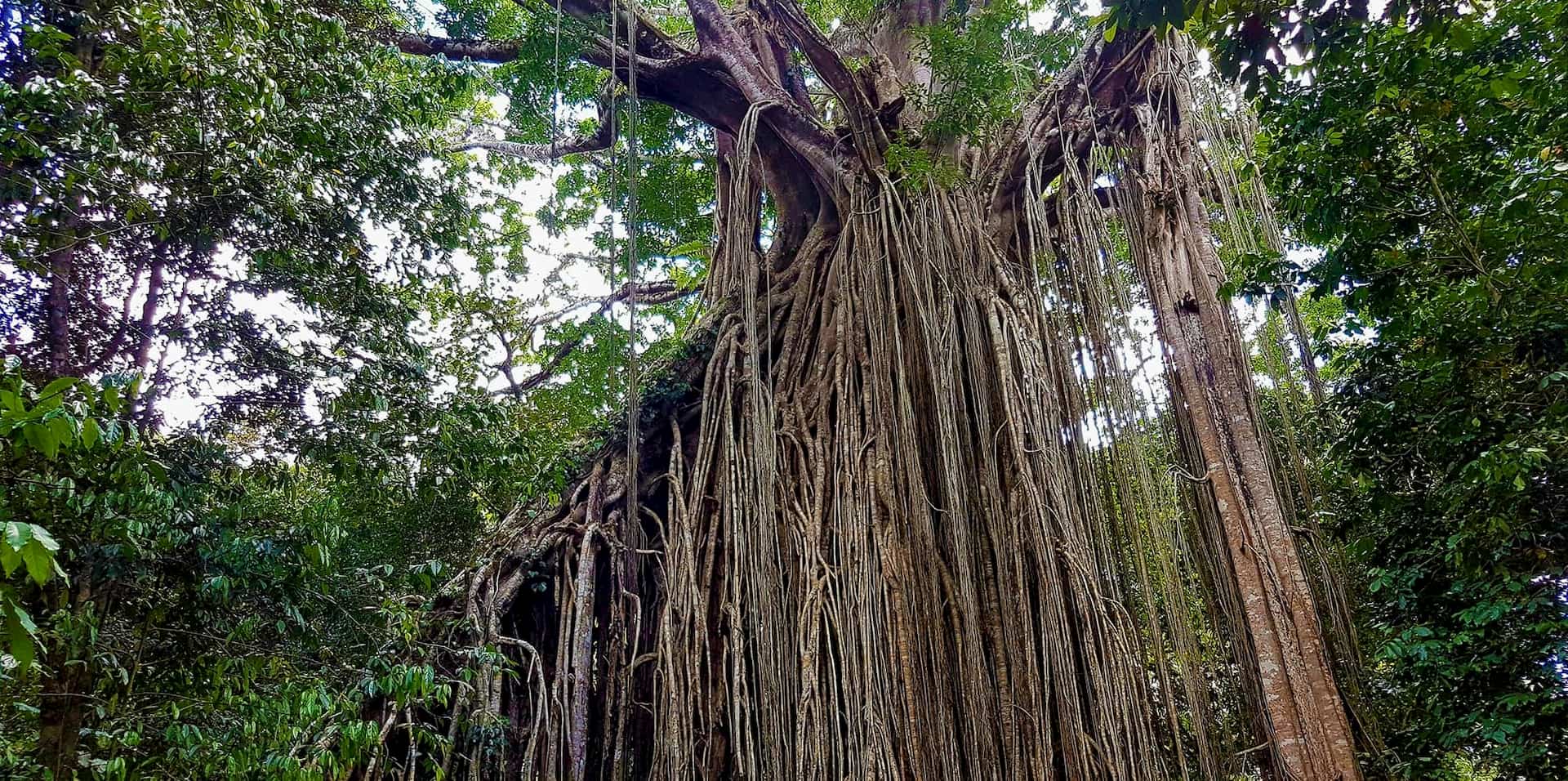 A huge curtain fig tree with roots reaching down below to the ground. 
