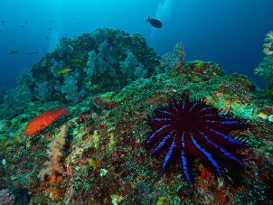crown-of-thorns starfish