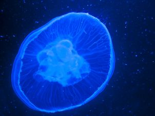 Box Jellyfish