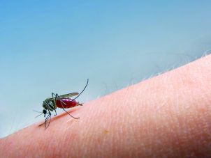 Mosquito