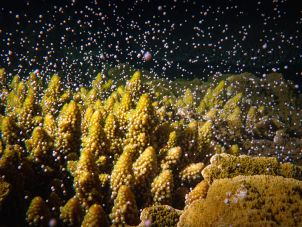 Coral spawning