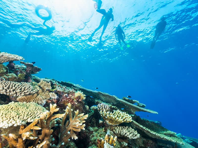Coral spawning