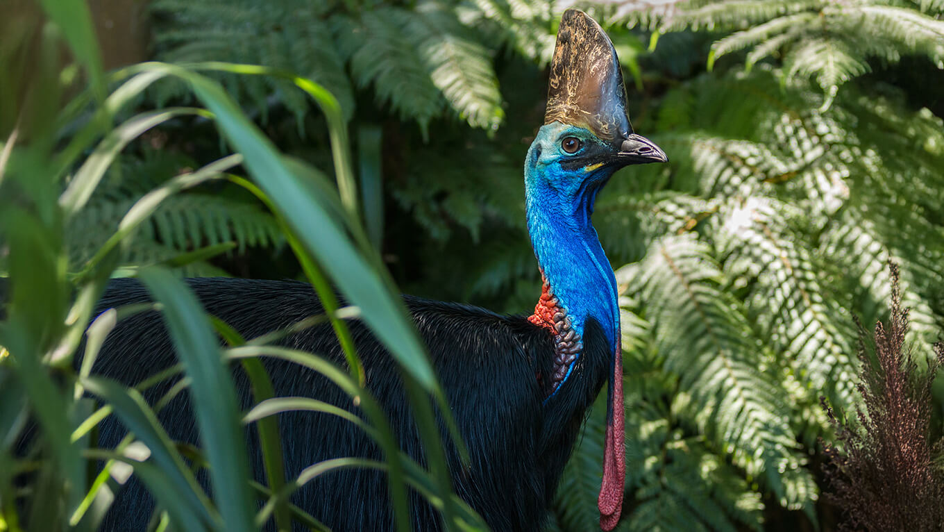 Far North Queensland